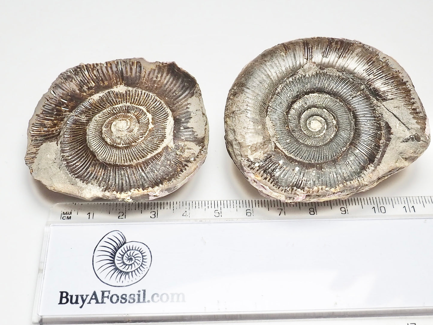 Dactylioceras POS/NEG