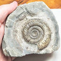 Dactylioceras Ammonite Fossil – Whitby Yorkshire Coast – Jurassic