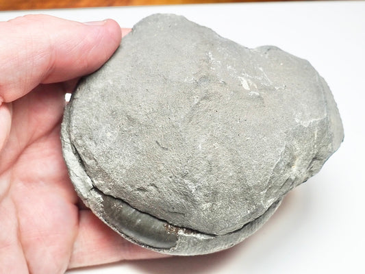 Dactylioceras POS/NEG