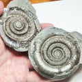 Dactylioceras Ammonite Fossil Split Pair – Whitby Yorkshire Coast Jurassic