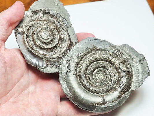 Dactylioceras POS/NEG