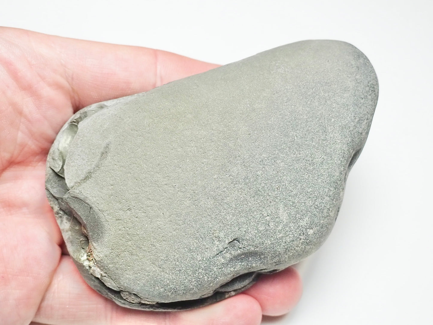 Eleganticeras Cluster POS/NEG