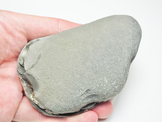 Eleganticeras Cluster POS/NEG