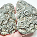Eleganticeras Ammonite Fossil Split Pair – Whitby Yorkshire Coast – Jurassic