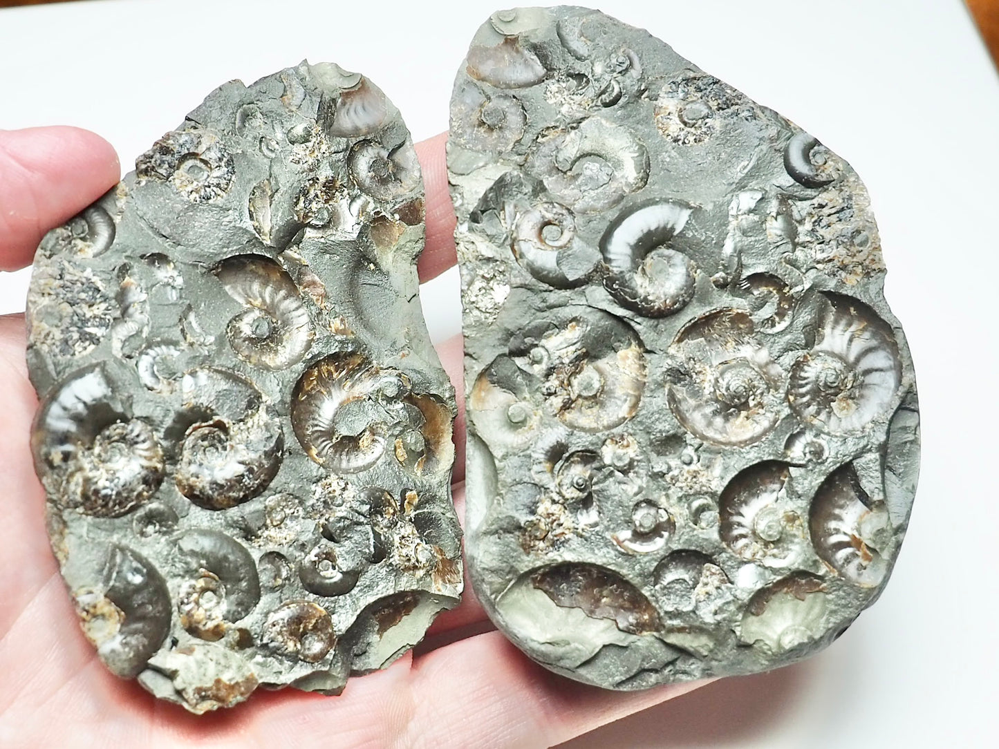 Eleganticeras Cluster POS/NEG