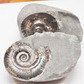 Hildoceras Ammonite Fossil Split Pair – Whitby Yorkshire Coast – Jurassic
