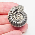 Gagaticeras Gagateum Ammonite – Whitby Jurassic Fossil – Yorkshire Coast