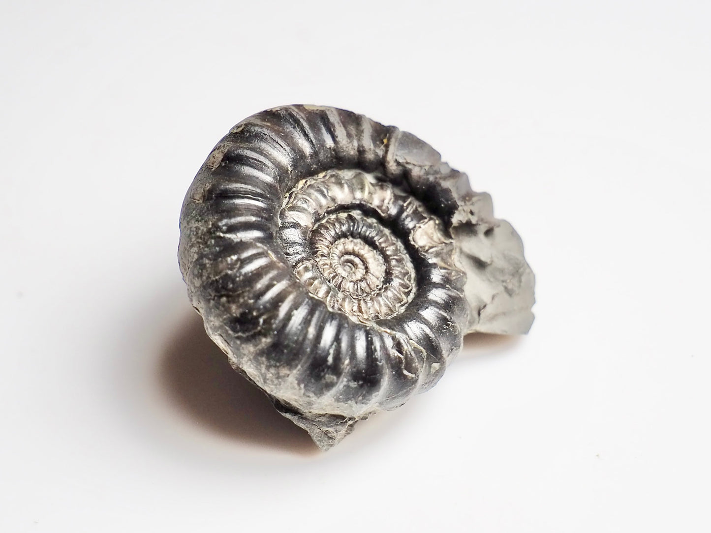 Gagaticeras Gagateum