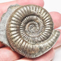 Dactylioceras Ammonite Fossil – Whitby Yorkshire Coast – Jurassic