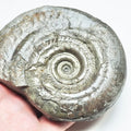 Hildoceras Ammonite Fossil – Whitby Yorkshire Coast – Jurassic