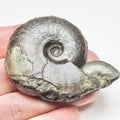 Eleganticeras Ammonite Fossil – Whitby Yorkshire Coast – Jurassic