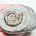 Porpoceras Ammonite Fossil – Whitby Yorkshire Coast – Jurassic
