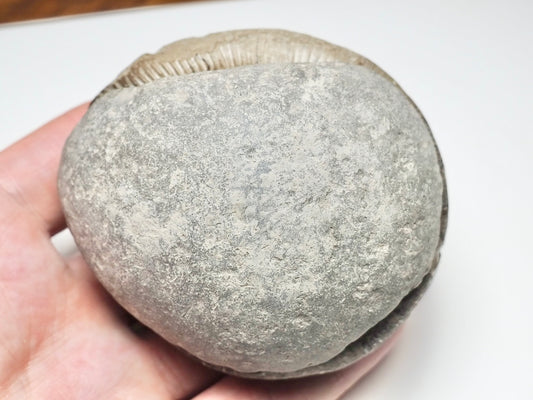 Dactylioceras POS/NEG