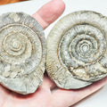 Dactylioceras Ammonite Fossil Split Pair – Whitby Yorkshire Coast – Jurassic