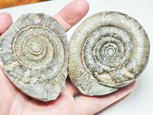 Dactylioceras POS/NEG