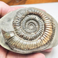 Dactylioceras Ammonite Fossil – Whitby Yorkshire Coast – Jurassic