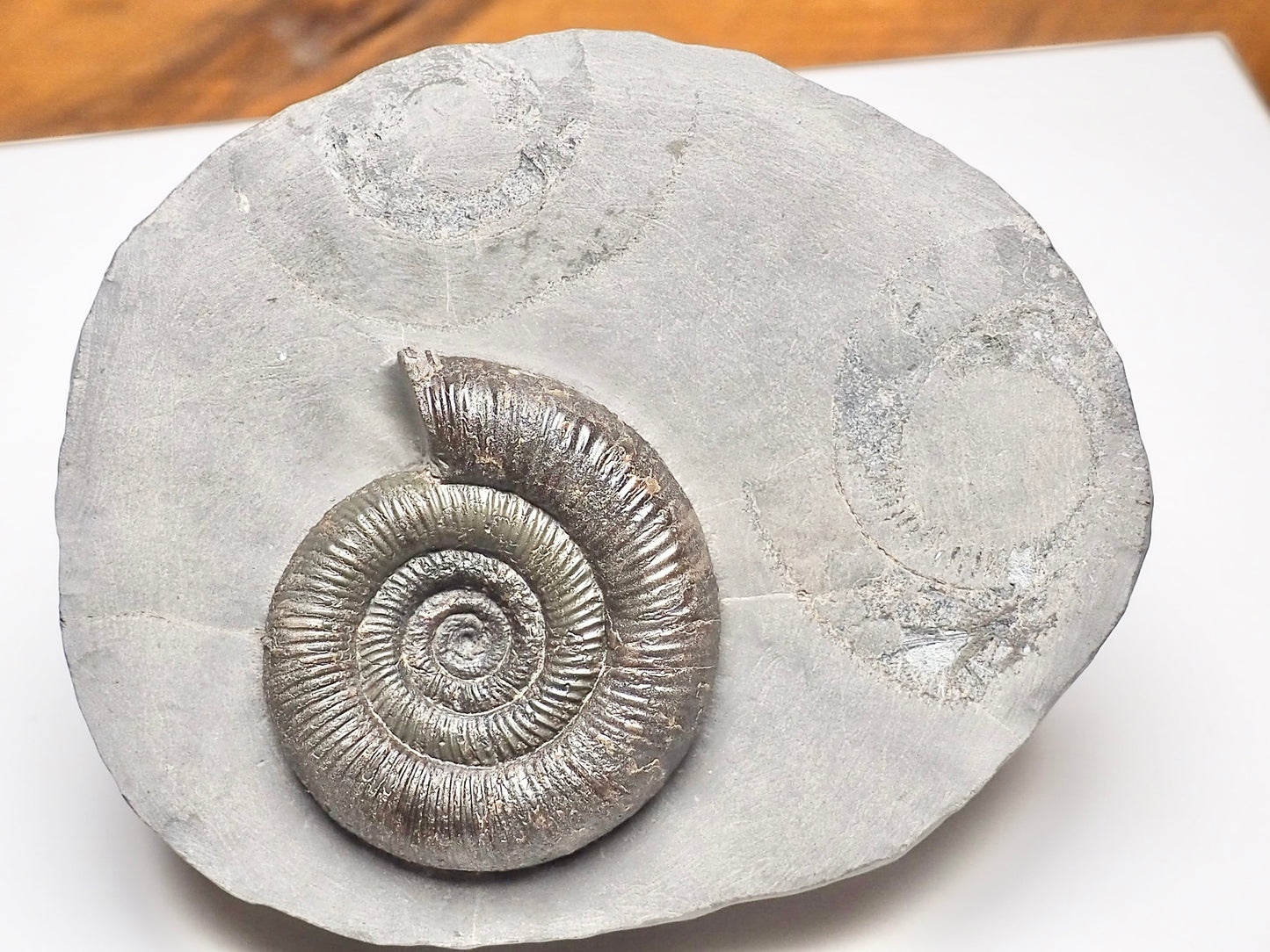 Dactylioceras Tenuicostatum