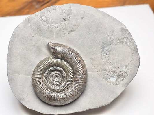 Dactylioceras Tenuicostatum