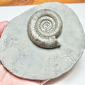 Dactylioceras Tenuicostatum Ammonite Fossil – Whitby Yorkshire Coast – Jurassic