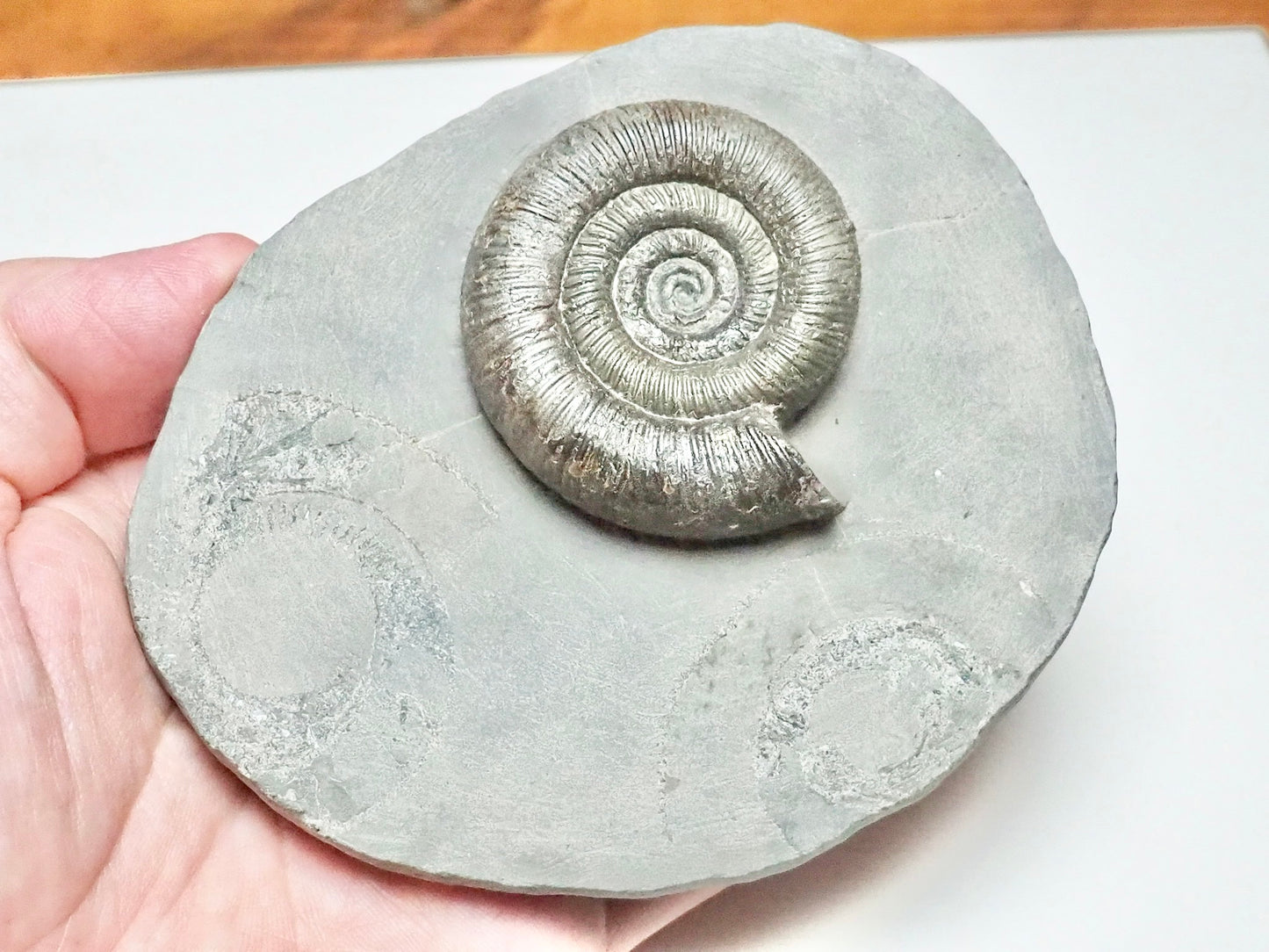 Dactylioceras Tenuicostatum