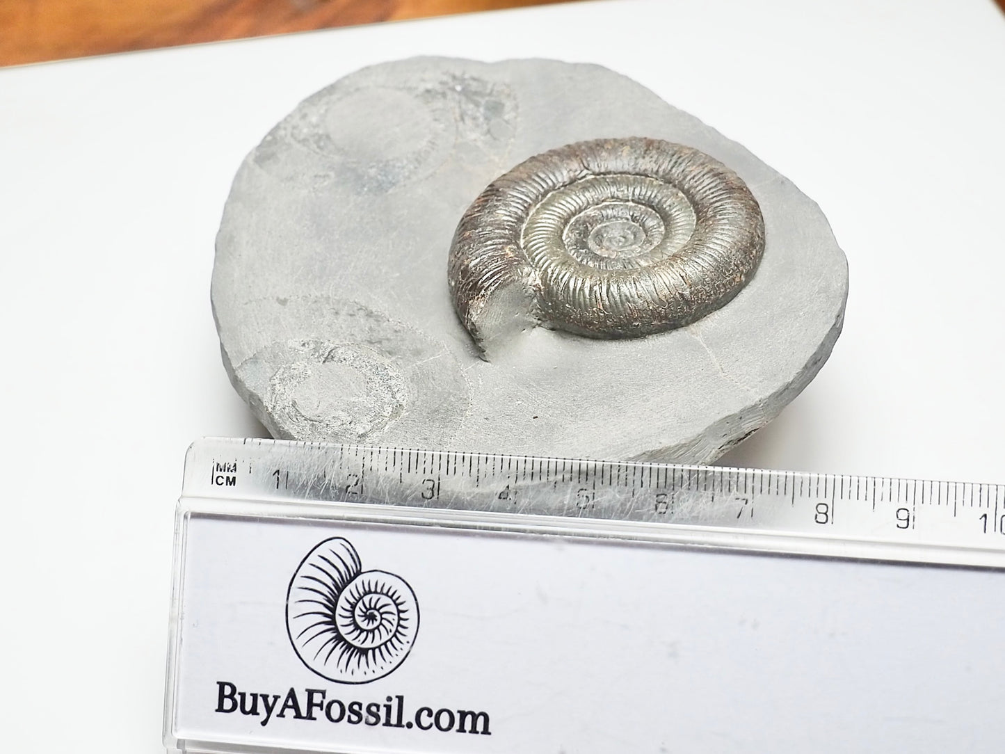 Dactylioceras Tenuicostatum