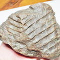 Fern Fossil