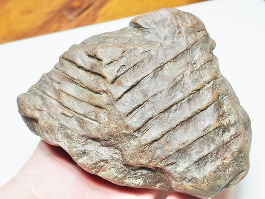 Fern Fossil