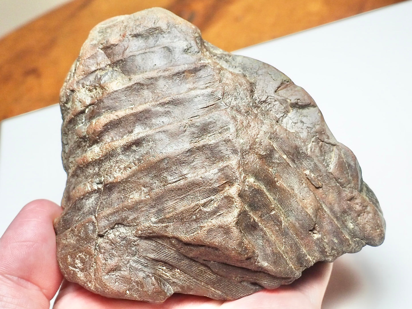 Fern Fossil