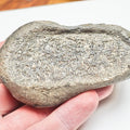 Ichthyosaur Paddle Bone – Whitby Yorkshire Coast – Jurassic