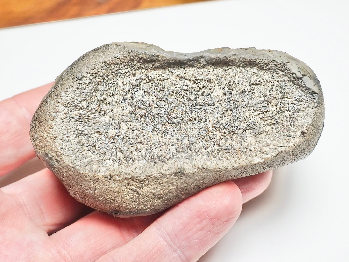 Ichthyosaur Paddle Bone – Whitby Yorkshire Coast – Jurassic