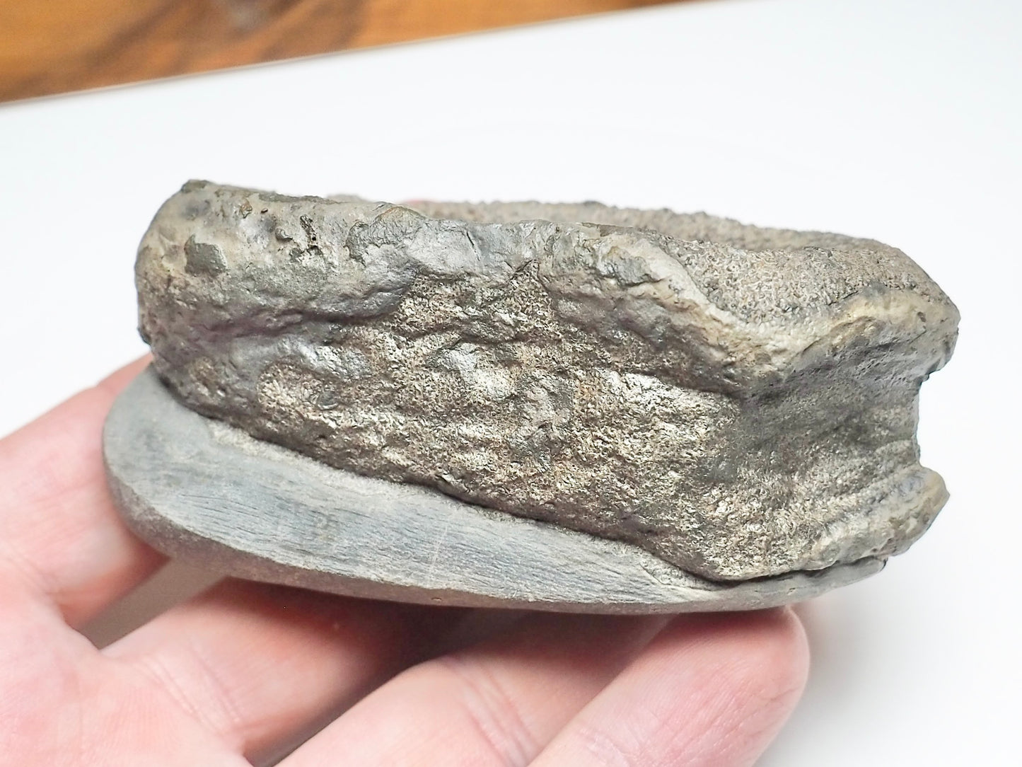 Ichthyosaur Paddle Bone – Whitby Yorkshire Coast – Jurassic