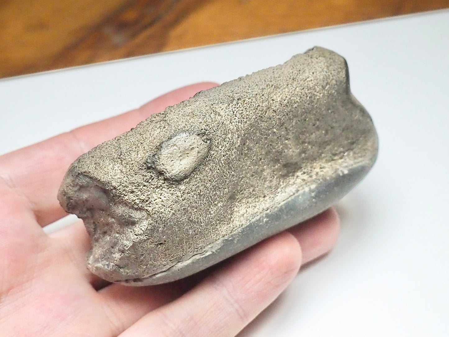 Ichthyosaur Paddle Bone – Whitby Yorkshire Coast – Jurassic