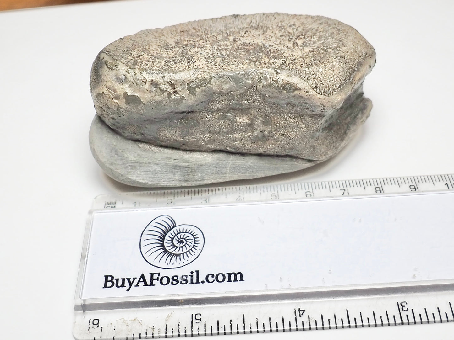 Ichthyosaur Paddle Bone – Whitby Yorkshire Coast – Jurassic