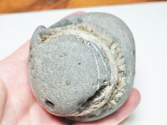 Dactylioceras POS/NEG