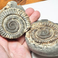 Dactylioceras Ammonite Fossil Split Pair – Whitby Yorkshire Coast – Jurassic