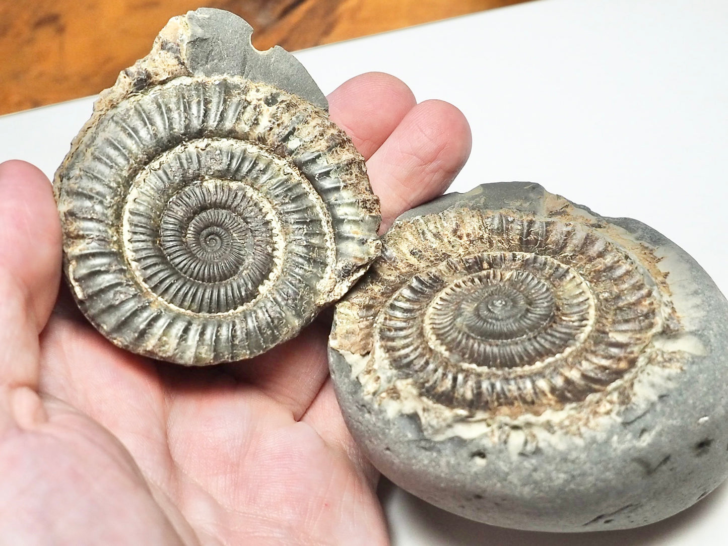 Dactylioceras POS/NEG