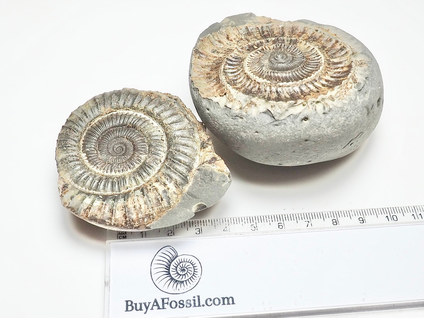 Dactylioceras POS/NEG