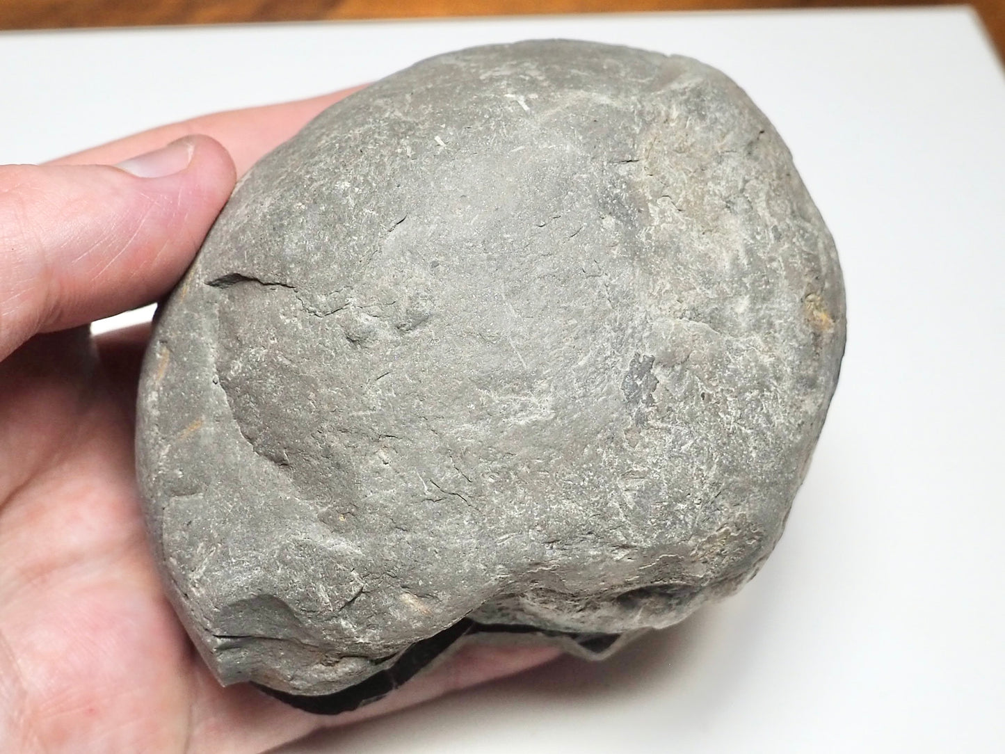 Dactylioceras POS/NEG