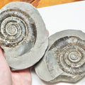 Dactylioceras Tenuicostatum Ammonite Fossil Split Pair – Whitby Yorkshire Coast – Jurassic