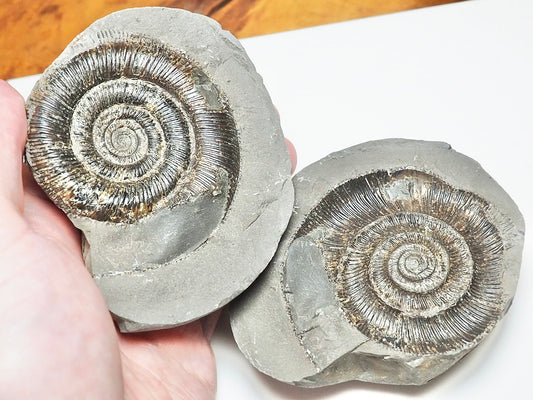 Dactylioceras POS/NEG