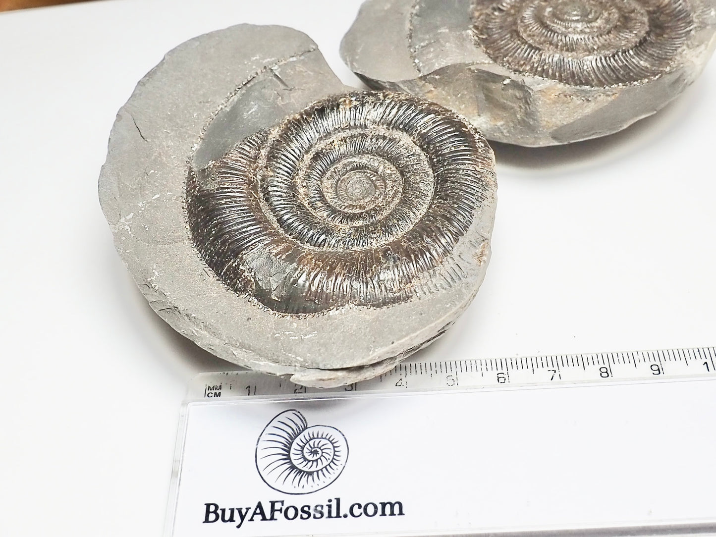 Dactylioceras POS/NEG