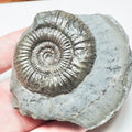 Dactylioceras Ammonite Fossil – Whitby Yorkshire Coast – Jurassic
