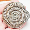 Dactylioceras Ammonite Fossil – Whitby Yorkshire Coast – Jurassic