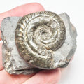 Hildoceras Ammonite Fossil – Whitby Yorkshire Coast – Jurassic