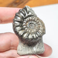 Pleuroceras Hawskerense Ammonite Fossil – Whitby Yorkshire Coast – Jurassic