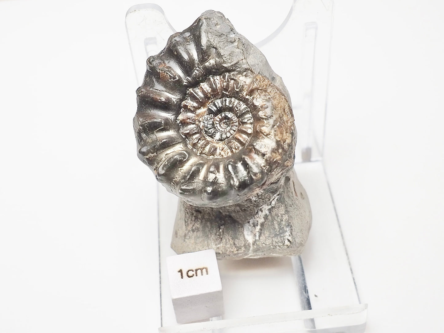 Pleuroceras Hawskerense