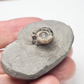 Unidentified Lower Lias Ammonite