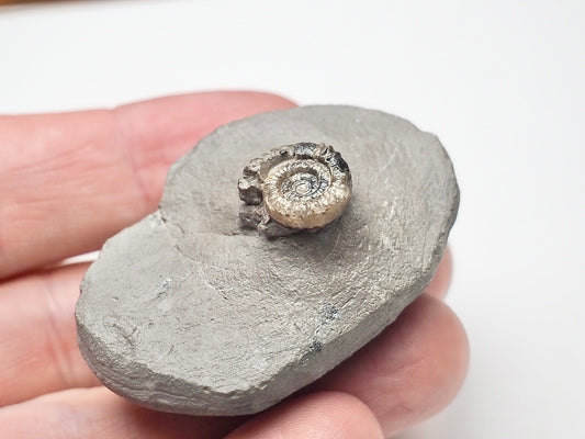 Unidentified Lower Lias Ammonite