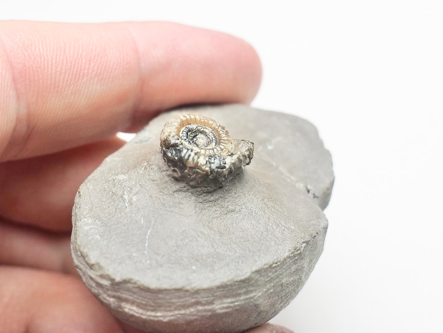 Unidentified Lower Lias Ammonite