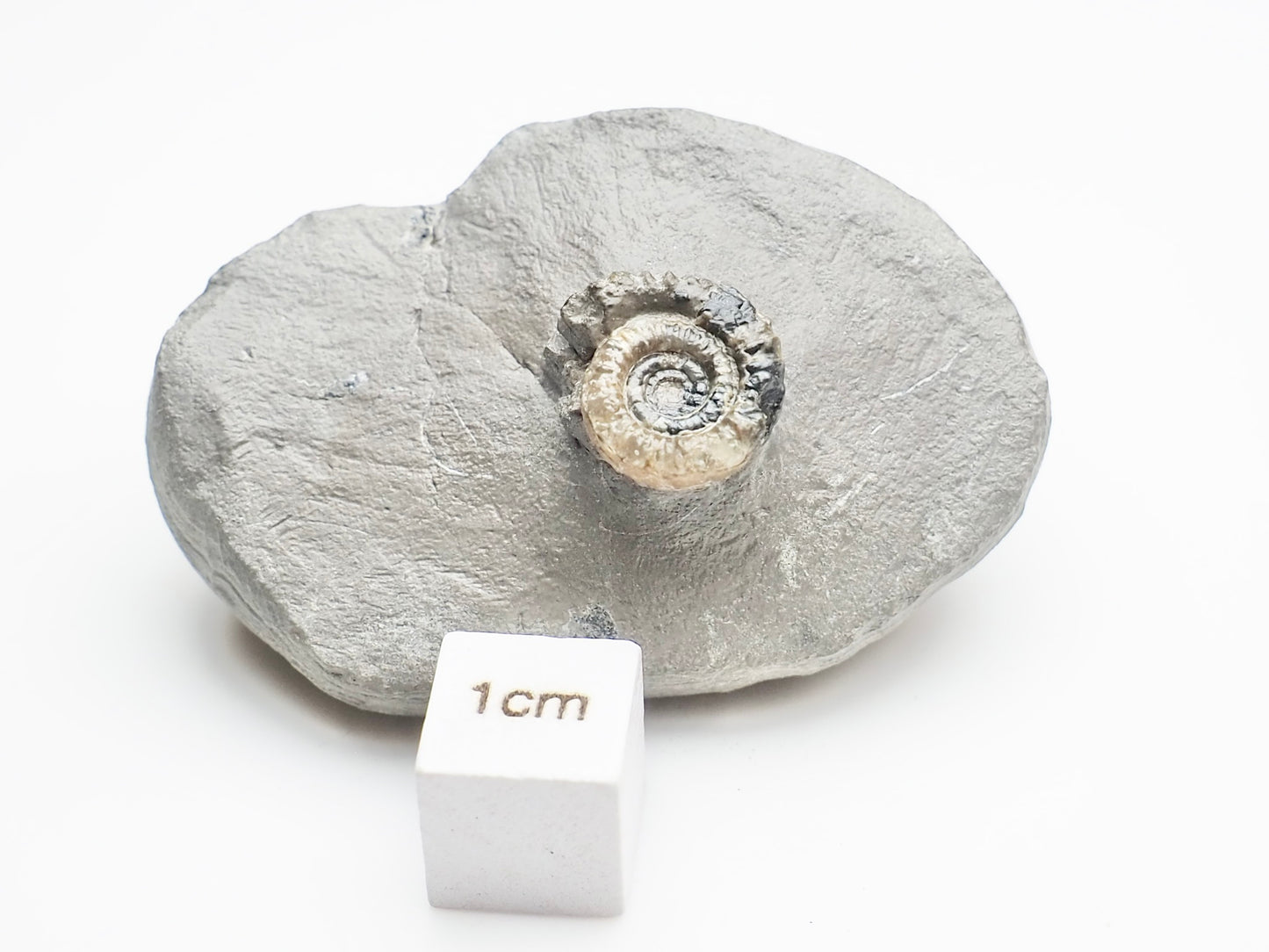 Unidentified Lower Lias Ammonite